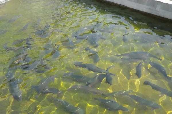 BAP（最佳水产养殖规范）认证