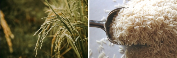 Intertek水稻品种鉴定解决方案