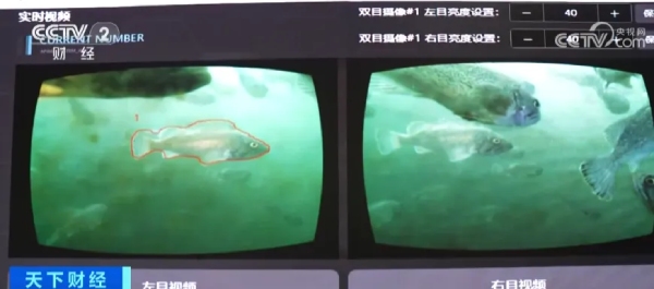 海水虹鳟智慧海洋牧场
